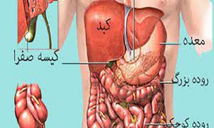 ساختار بدن انسان کد1