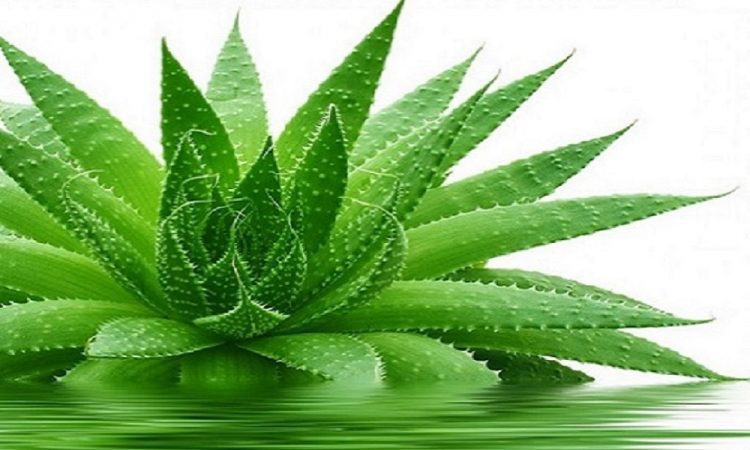 عجایبی در مورد مضررات آلوئه ورا! کد16