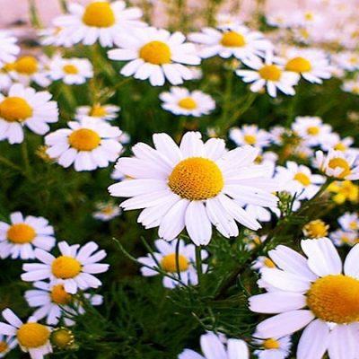 از عوارض بابونه چقدر اطلاعات داری؟ کد4