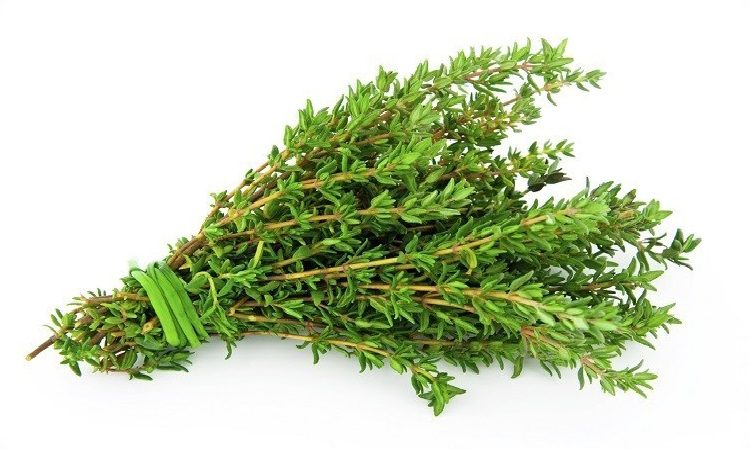 آویشن چه عارضه ای داره؟ کد5