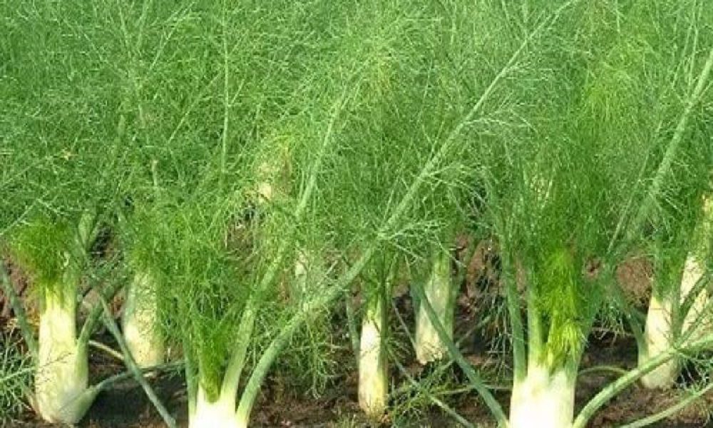 واقعا رازیانه عوارض داره! کد6