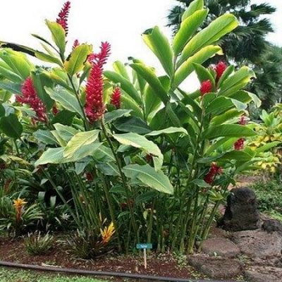 از عوارض زنجبیل چیزی می دونی؟
