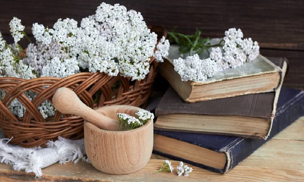 گیاه بومادران هم عوارض داره! کد10