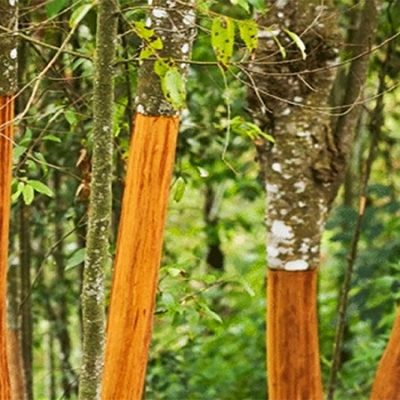 دارچین خوش بو هم عارضه دارد! کد11