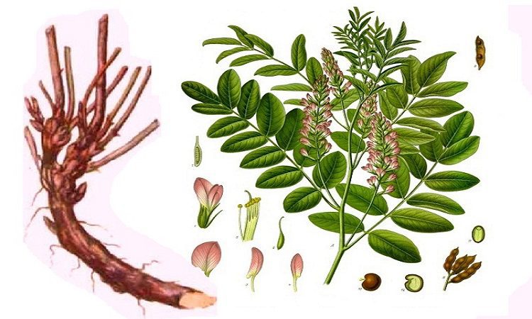 از عوارض شیرین بیان چقدر آگاهی؟ کد17