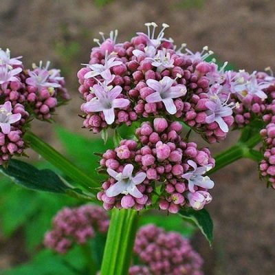 عوارض سنبل الطیب در بدن ما کد15