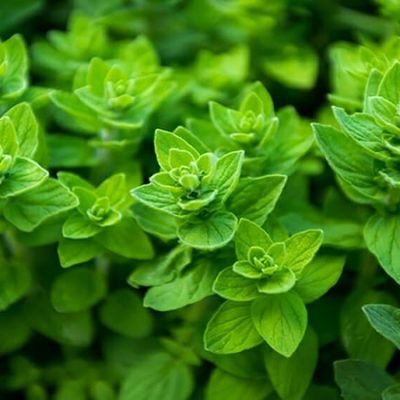عوارض مرزنجوش که نمی دانستید! کد13