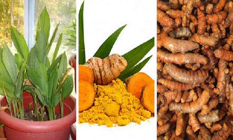 زردچوبه ادویه ای مفید اما با عارضه کد12