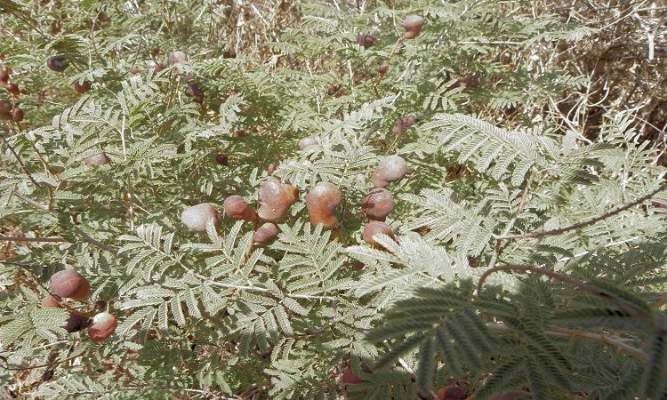 استفاده از گیاهان برای درمان زخم،کد18