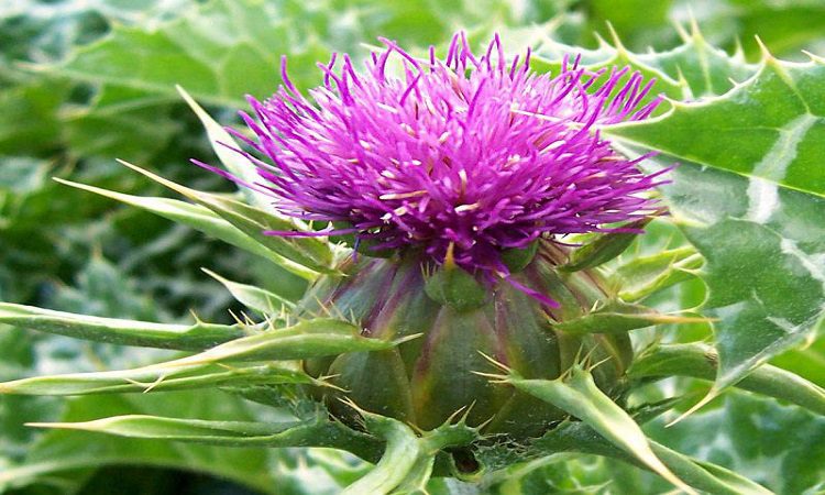 استفاده از گیاهان برای درمان زخم،کد18