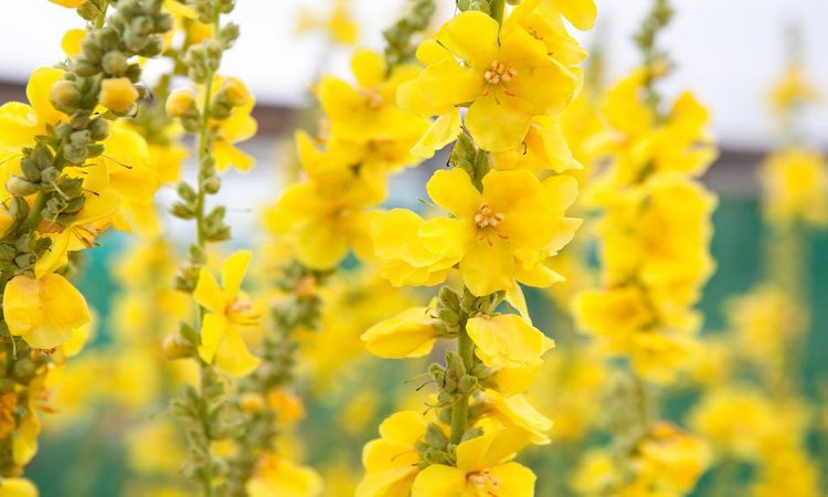 استفاده از گیاهان برای درمان زخم،کد18