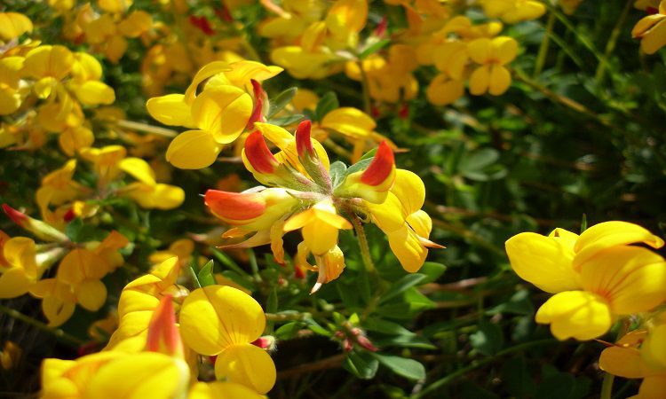 استفاده از گیاهان برای درمان زخم،کد18