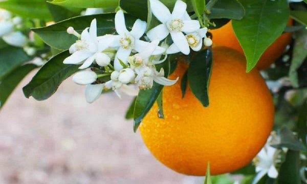 بهارنارنج، 100 گرمی