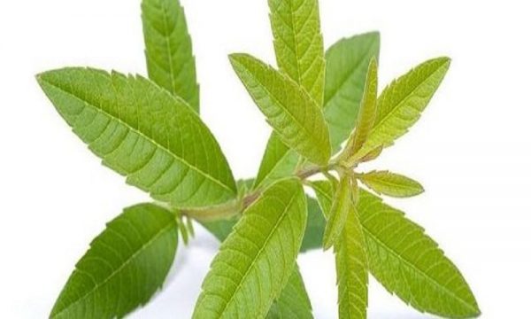 به لیمو، 100 گرمی