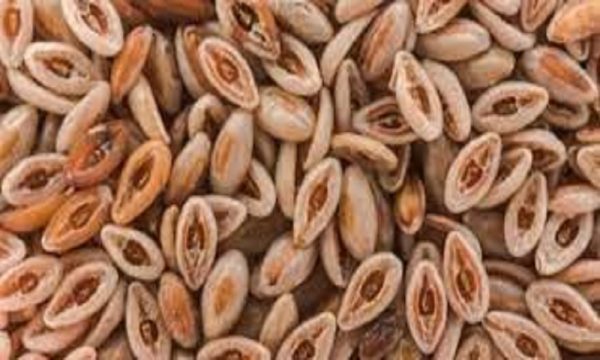 اسپرزه، 100 گرمی