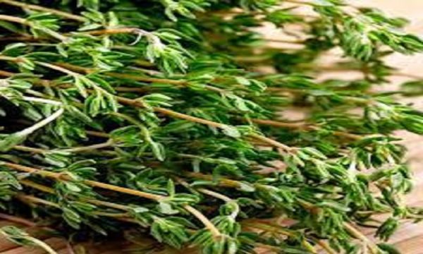 آویشن، 100 گرمی