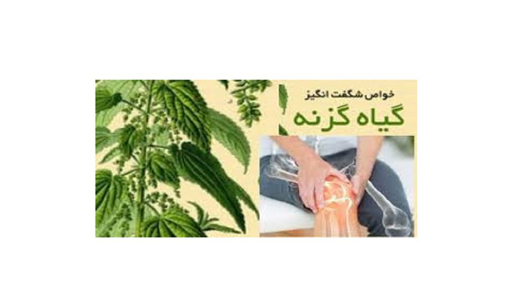 گیاه گزنه، کد29