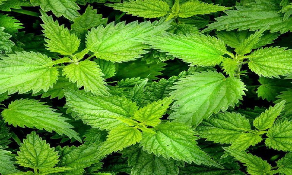 گیاه گزنه، 100 گرمی گیاه گزنه، 100 گرمی