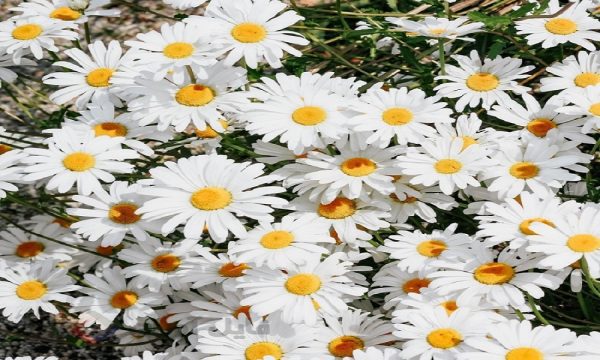 صابون بابونه